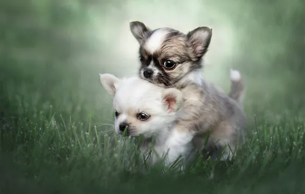 Picture grass, puppies, kids, a couple, bokeh, Chihuahua, doggie