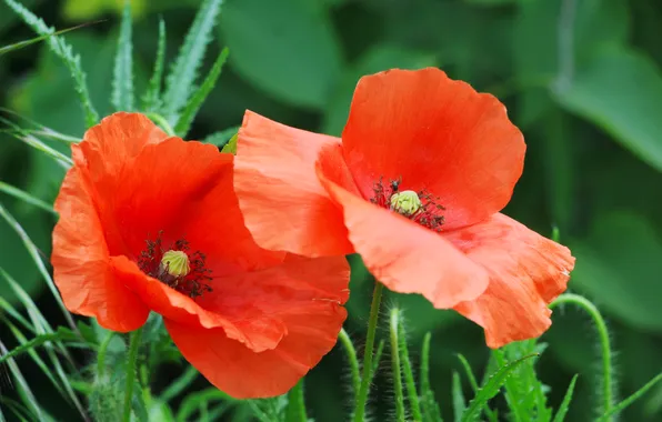Wallpaper red, poppy, flowr for mobile and desktop, section природа ...
