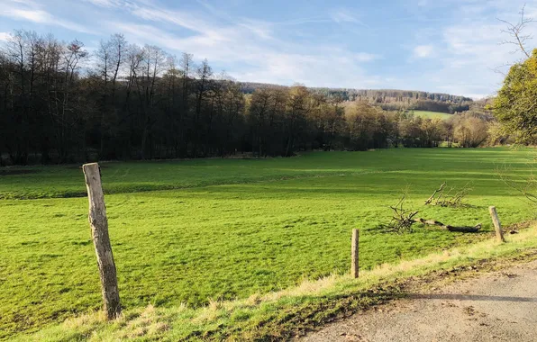 Grass, Greens, The sky, Grass, Spring, Germany, Forest, Beautiful