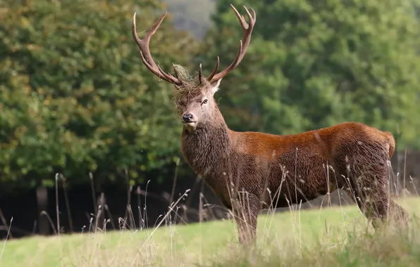 Picture nature, deer, horns