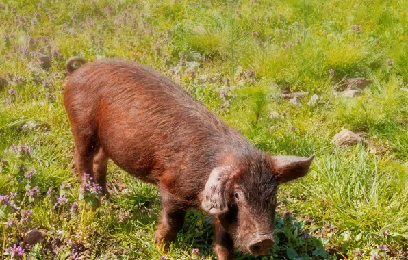Glade, pig, pig, pig