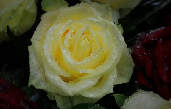 Drops, macro, snow, rose, roses, yellow