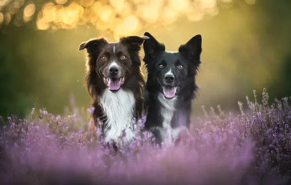 Language, dogs, light, flowers, nature, together, glade, portrait