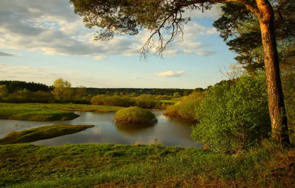 Wallpaper trees, shore, pine, pond, view, dal, clouds, grass