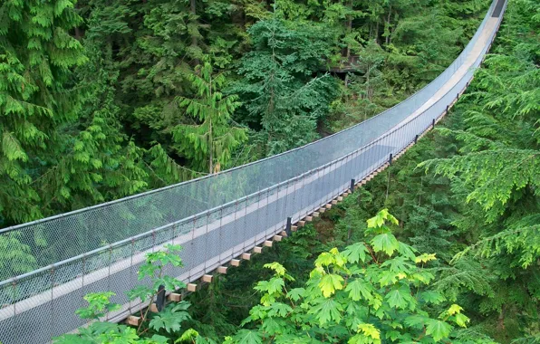 Picture braces, suspension bridge, metal mesh, jungle green