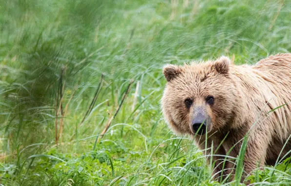 Picture grass, look, face, portrait, bear, brown