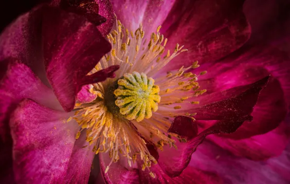 Flower, macro, flowers, Mac, petals, stamens, al, pistil