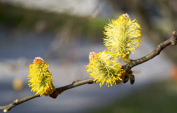 Branches, nature, pollen, spring, yellow, flowering, kidney, Verba