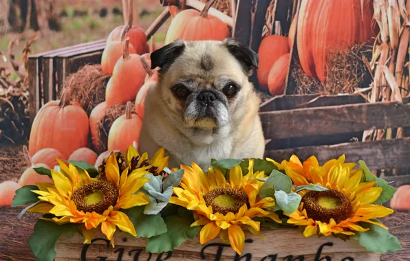 Autumn, look, leaves, sunflowers, flowers, pose, background, dog