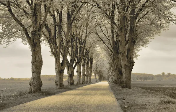 The sky, Nature, Field, Road, Grass, Trees, Forest, Landscape