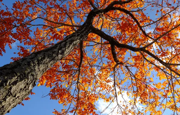 Picture autumn, the sky, leaves, branches, tree, trunk
