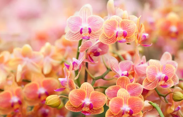 Flowers, orchids, flowering, flowers, orchids, flowering