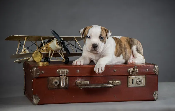 Picture the plane, dog, puppy, suitcase, puppy, airplane, suitcase, the dog