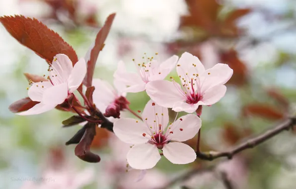 Picture macro, flowers, cherry, sprig, branch, pink, flowering