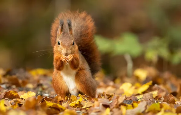 Picture autumn, leaves, foliage, protein, red, bokeh