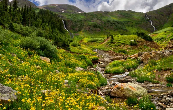 Forest, grass, trees, flowers, mountains, stream, stones, field