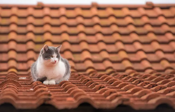 Roof, cat, tile