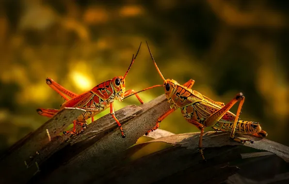 Light, pair, grasshopper, bark, a couple, Duo, bokeh, grasshoppers