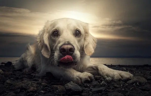 Picture beach, sunset, portrait, dog, Labrador
