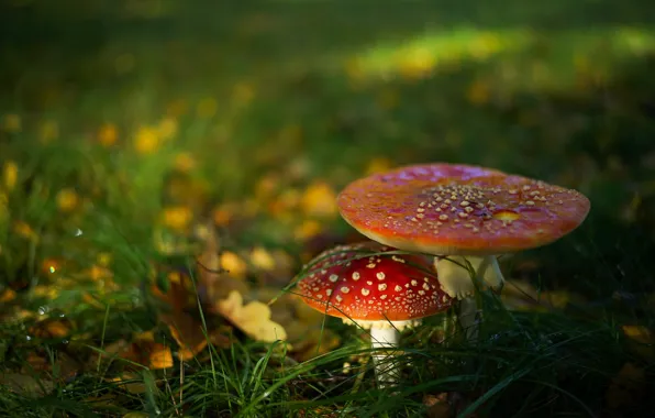 Picture forest, grass, mushrooms, Amanita