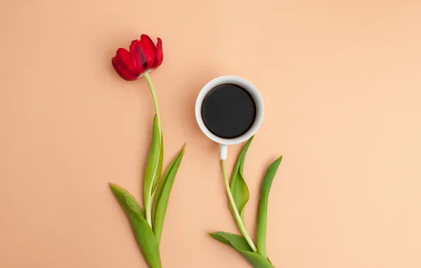 Picture flower, leaves, Tulip, coffee, petals, Cup, still life