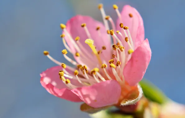 Picture the sky, flowers, spring, petals, garden, stamens