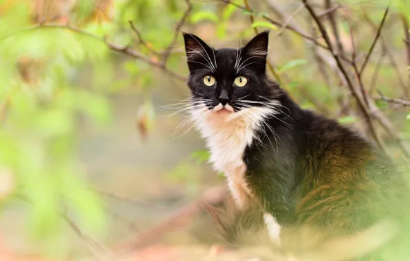 Autumn, cat, eyes, cat, look, leaves, branches, yellow