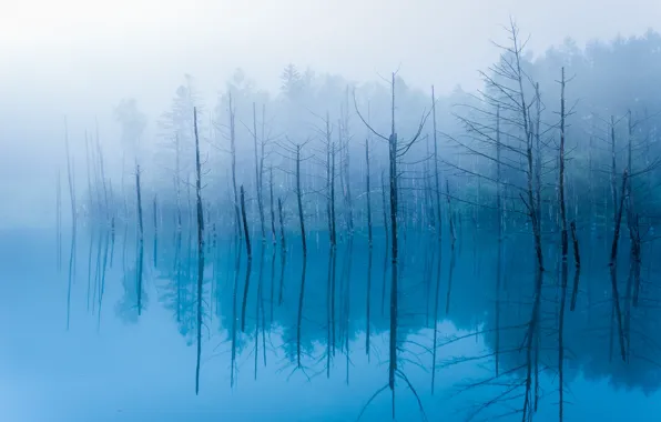 Water, reflection, trees, fog, pond, branch, trunks, Japan
