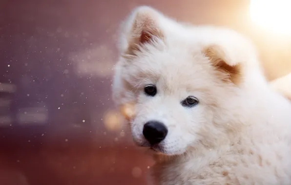 Look, background, puppy, face, Samoyed