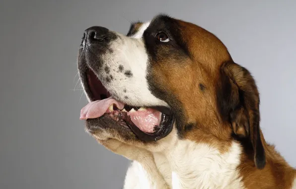 Picture face, portrait, dog, mouth, St. Bernard