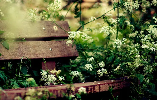 Greens, comfort, Bench