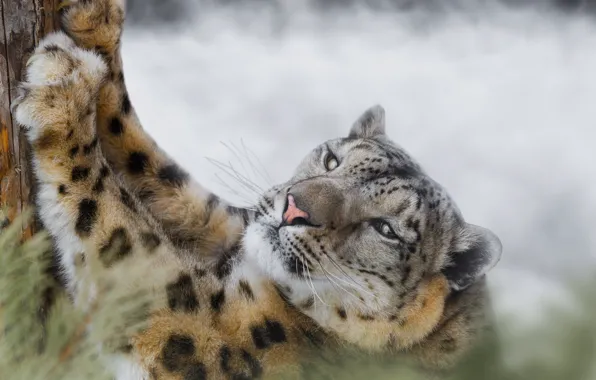 Look, trees, paws, claws, snow leopard