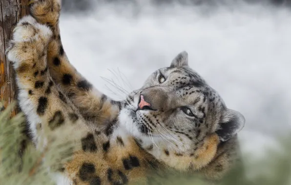 Look, tree, paws, claws, Snow leopard