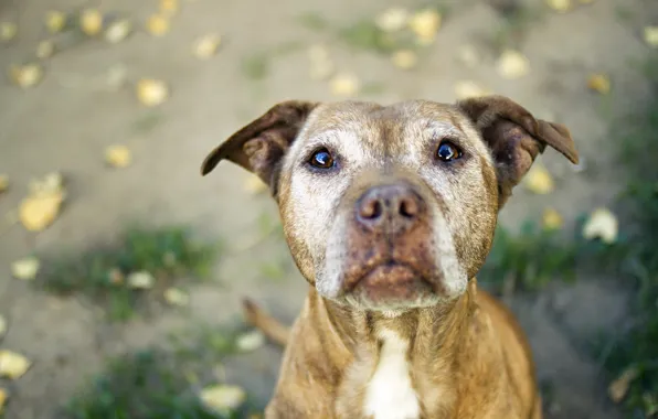 Picture each, dog, pit bull