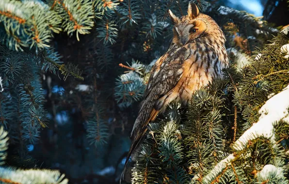 Look, branches, tree, spruce, Owl, sitting, needles