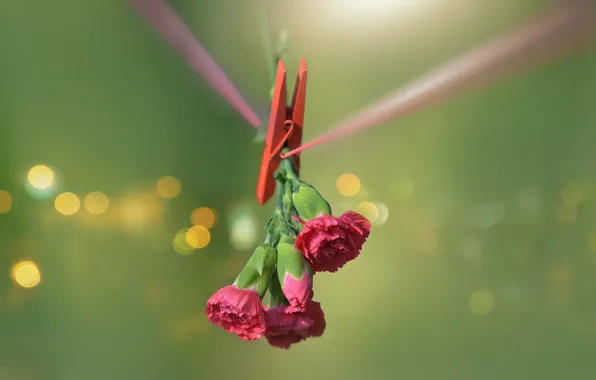 Flowers, clothespin, clove