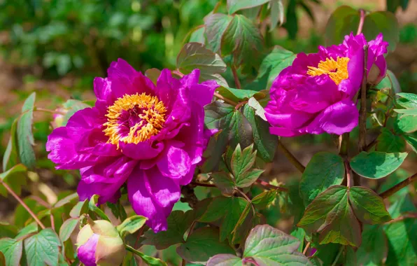 Leaves, flowers, bright, spring, garden, pink, lilac, bokeh