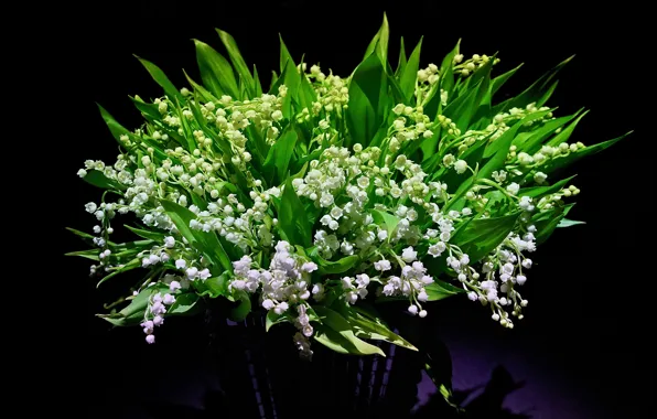 Picture leaves, light, flowers, bouquet, spring, vase, white, black background