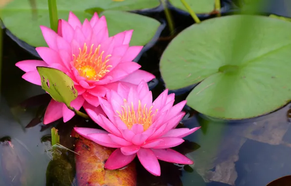 Picture Pond, Pond, Water lily, Water Lily, Pink Lily, Pink lily