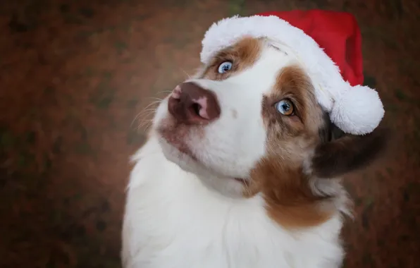 Look, face, background, holiday, dog, Christmas, New year, cap