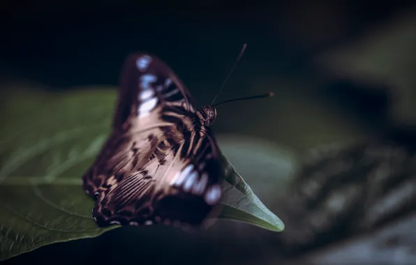 Picture leaves, background, butterfly