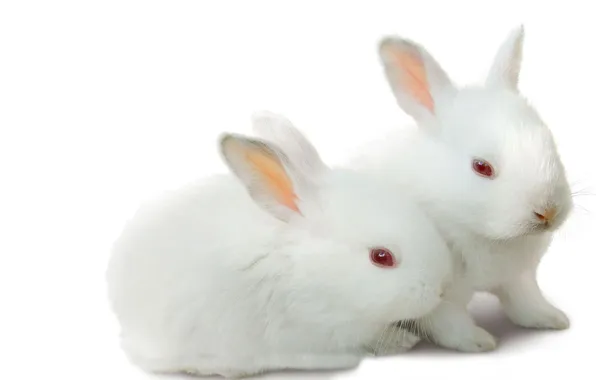 Animals, a couple, ears, white rabbits