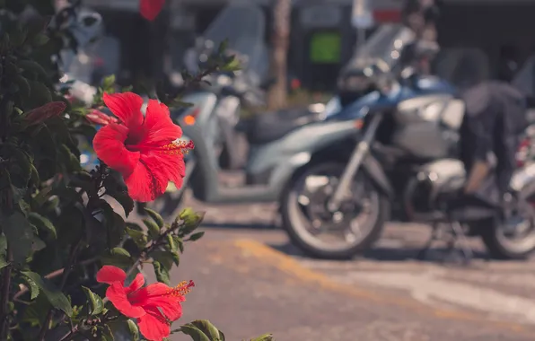 Flowers, red, petals