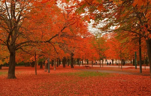 Autumn, red, maples