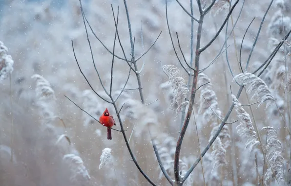 Red, bird, winter, freeze, wildlife, cardinal, frost, snowing