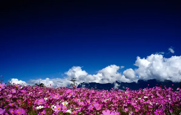 Picture the sun, clouds, flowers, mountains, pink, field, kosmeya