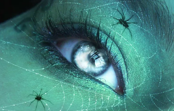 Macro, network, spiders, web, Eyes