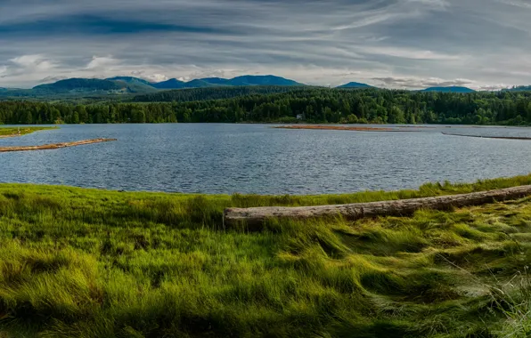 Picture greens, forest, grass, trees, mountains, lake, shore, Canada
