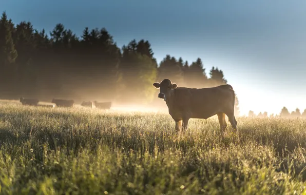 Field, forest, summer, the sky, grass, light, nature, fog