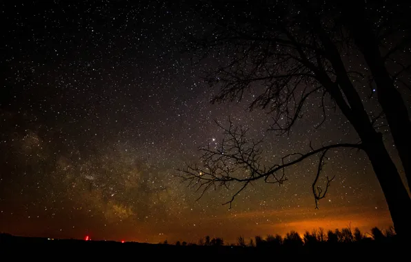 Space, stars, trees, night, space, the milky way, silhouettes